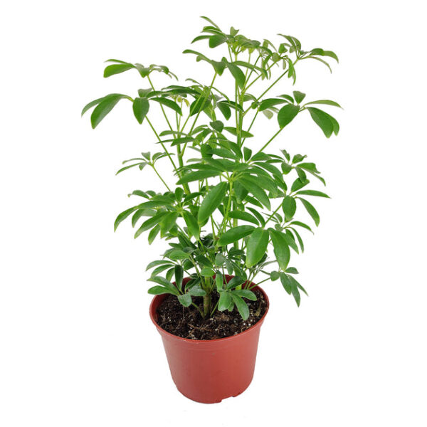 Schefflera Arboricola - Image 5