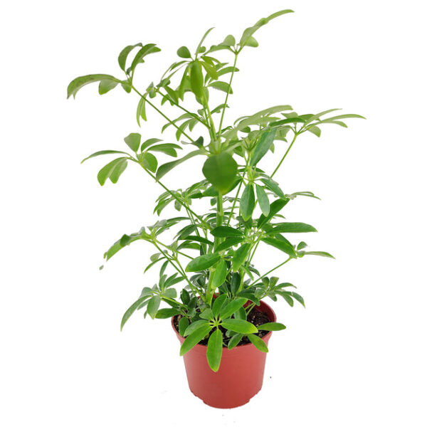 Schefflera Arboricola - Image 6