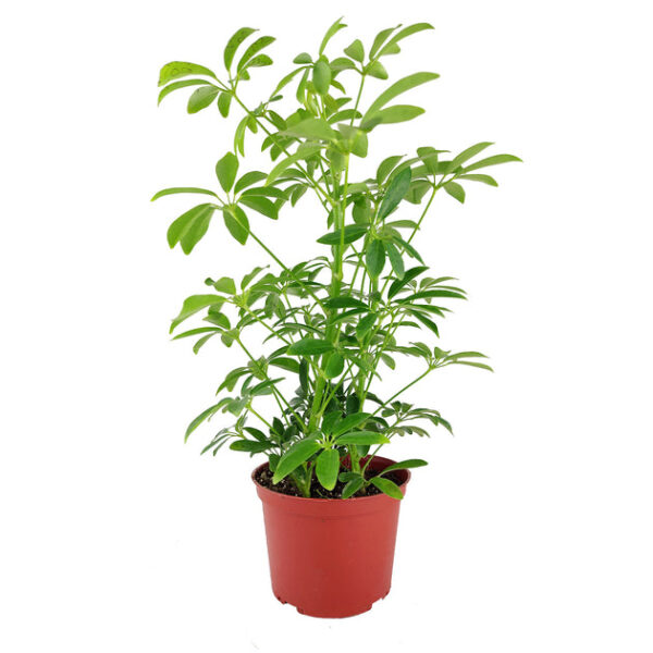 Schefflera Arboricola - Image 7