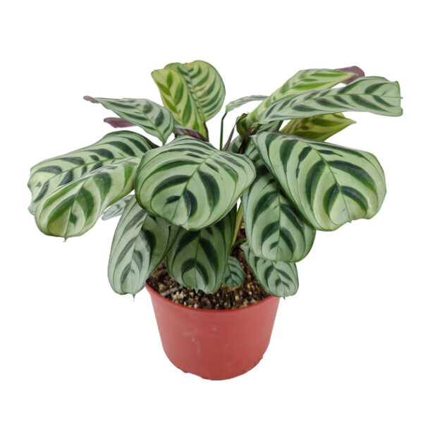Calathea Burle Marx - Image 4