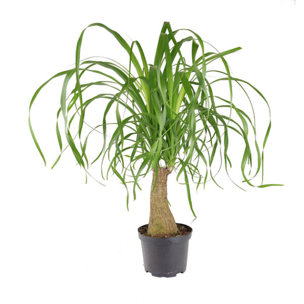 Ponytail Palm - Image 8