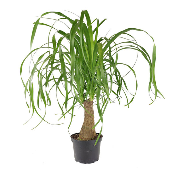 Ponytail Palm - Image 9