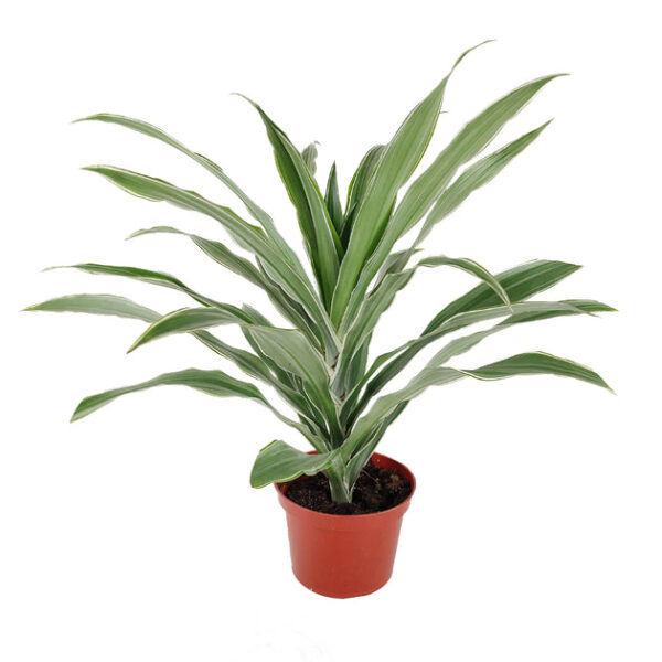 Dracaena Warneckii - Image 4