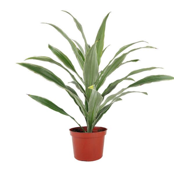 Dracaena Warneckii - Image 5