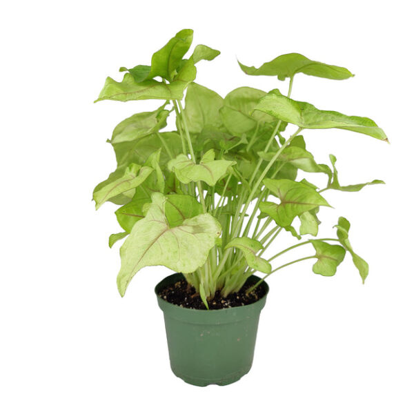Syngonium Berry Allusion - Image 6