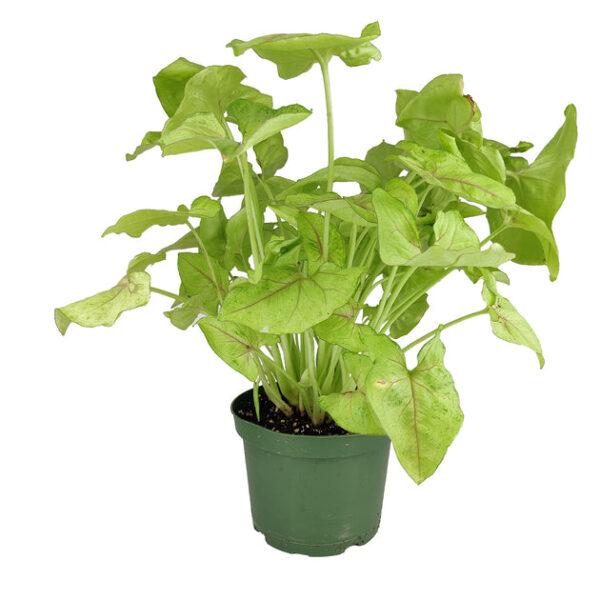 Syngonium Berry Allusion - Image 7