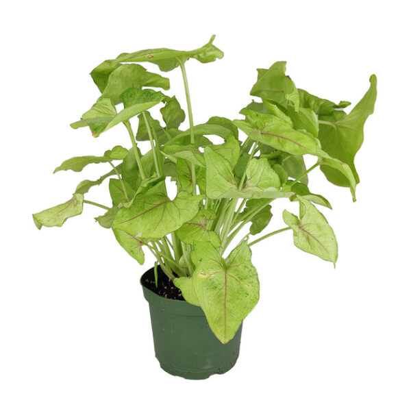 Syngonium Berry Allusion - Image 8