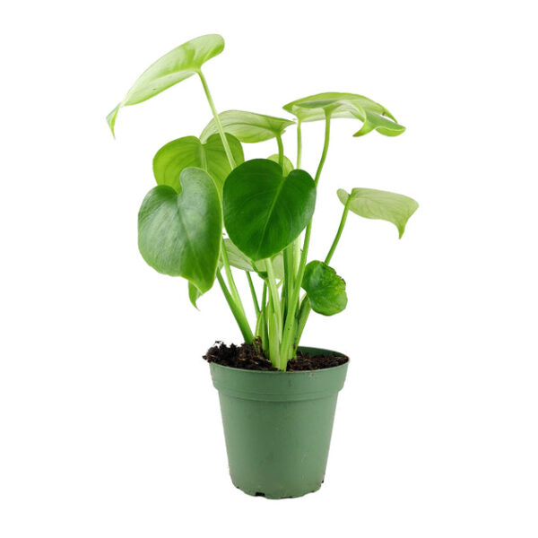Monstera Deliciosa - Image 5