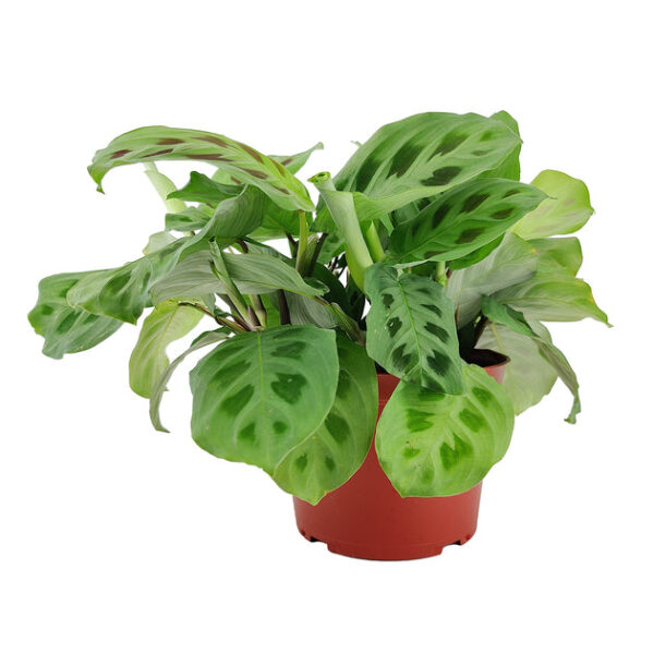 Maranta Green Prayer Plant - Image 3
