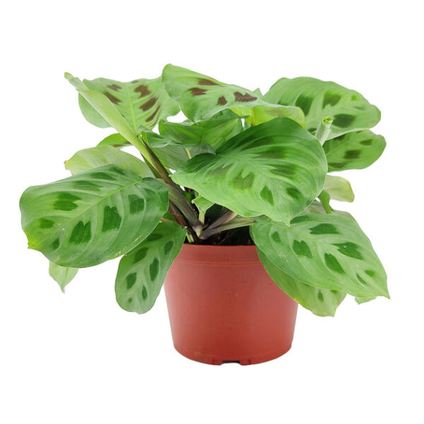 Maranta Green Prayer Plant - Image 4