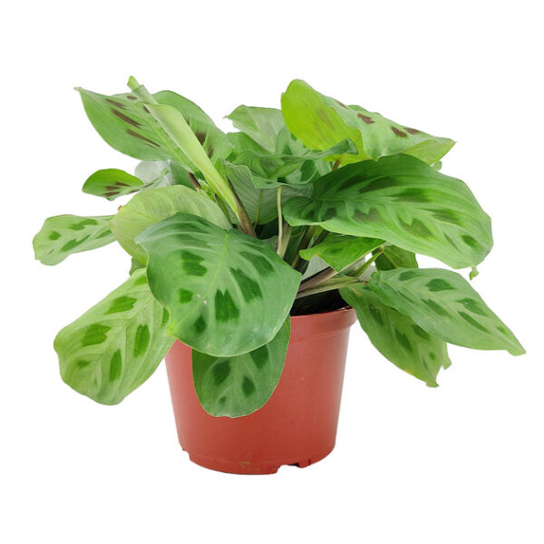Maranta Green Prayer Plant - Image 5
