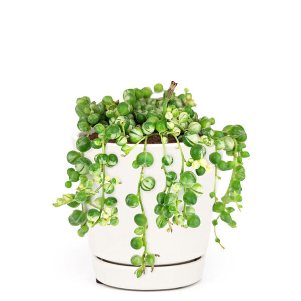Variegated String Of Pearls - Image 8