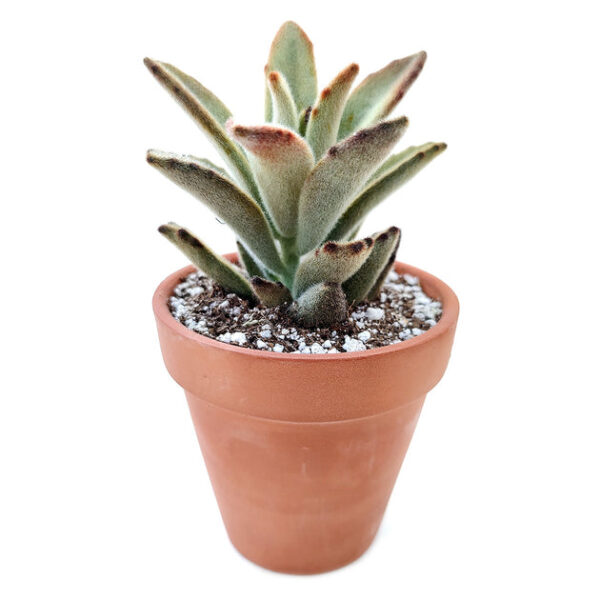 Kalanchoe Chocolate Soldier - Image 4