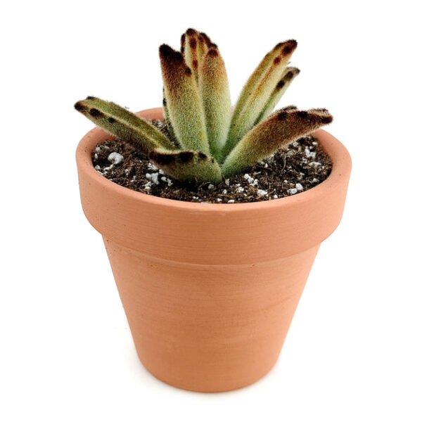 Kalanchoe Chocolate Soldier - Image 3