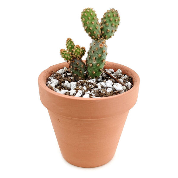 Cactus Wedding and Party Favors Tray - Image 3