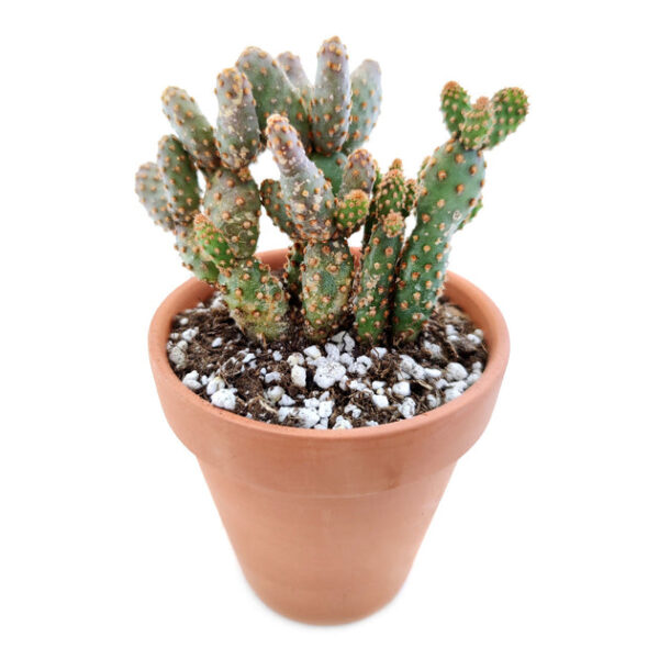 Opuntia Rufida Minima Cinnamon Cactus - Image 5