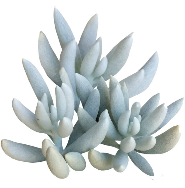 Senecio Cocoon Plant - Image 4