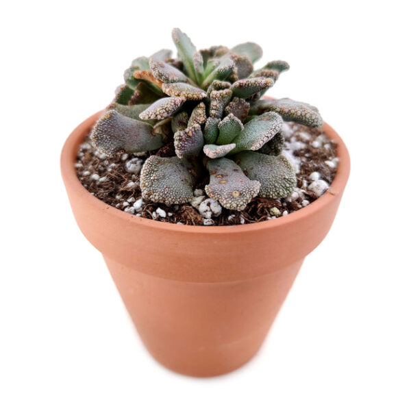 Concrete Leaf Titanopsis Calcarea Cactus - Image 5