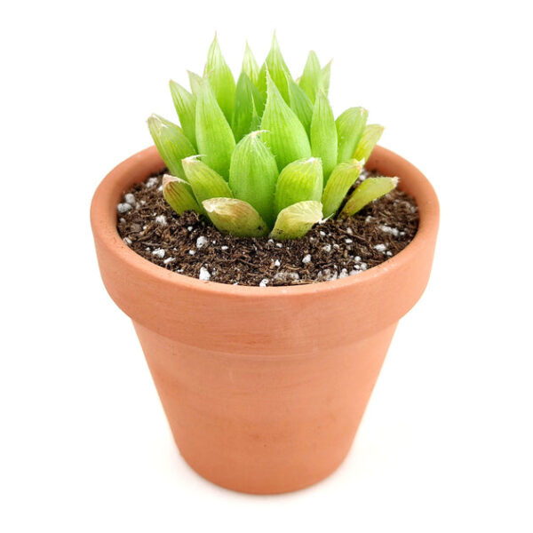 Haworthia Cooperi Succulent - Image 6