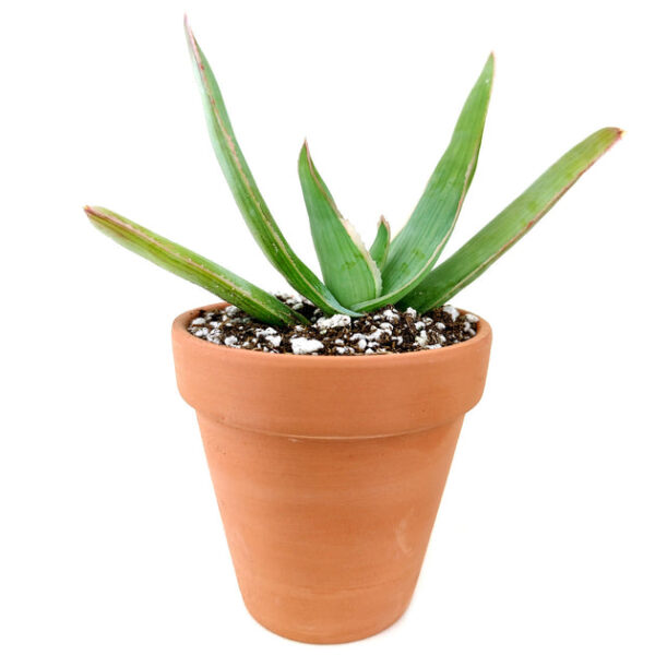 Coral Aloe Vera Striata - Image 9
