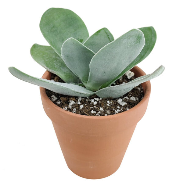 Crassula Cotyledonis - Image 3