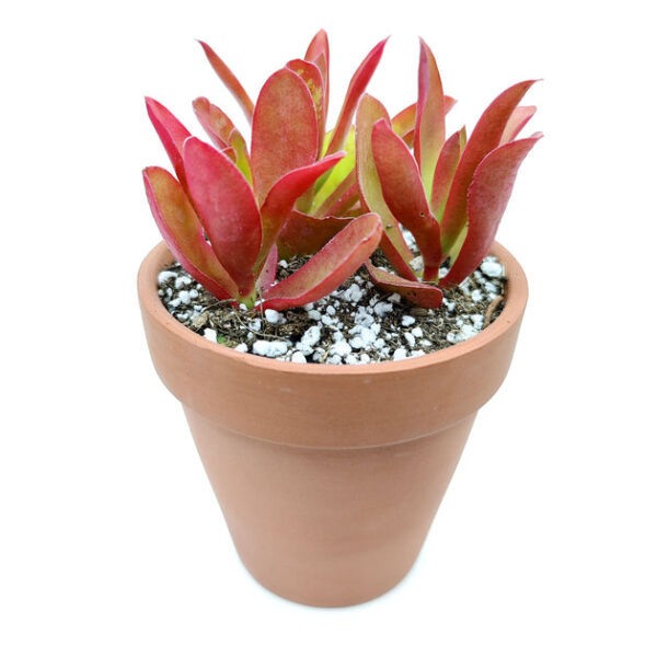 Crassula Campfire Plant - Image 3