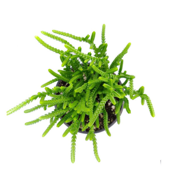 Crassula Watch Chain - Image 9