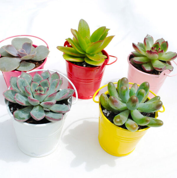 2.5 Inch Colored Tin Pail - Image 4