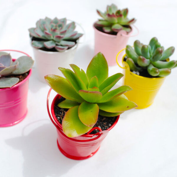 2.5 Inch Colored Tin Pail - Image 5