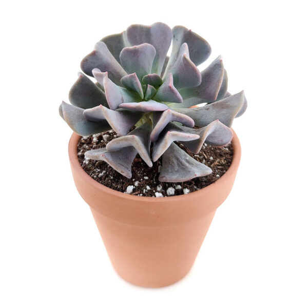 Echeveria Cubic Frost - Image 7