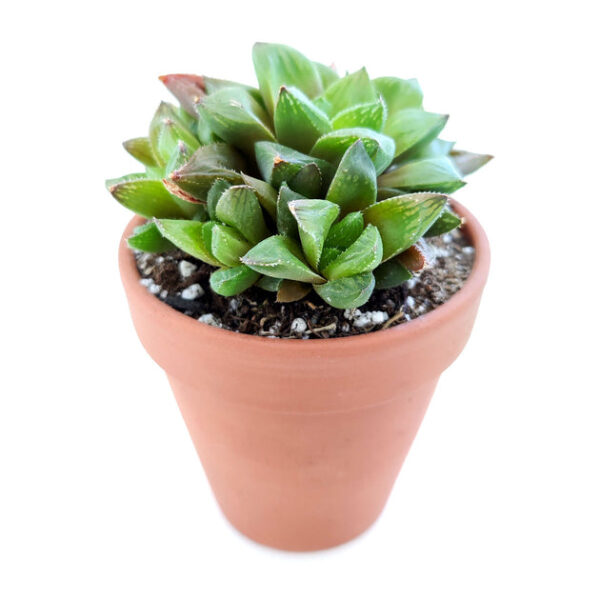 Haworthia Cuspidata Succulent - Image 2