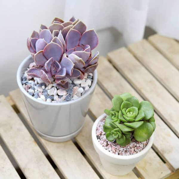 6 inch Gray Minimalist Pot with Saucer - Image 5