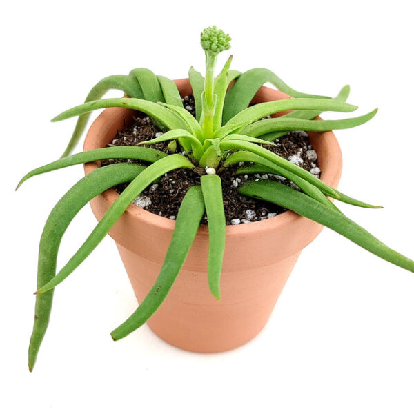 Crassula Devil’s Horns - Image 3