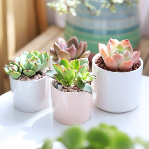 Coral Modern Cylinder Pot - Image 4
