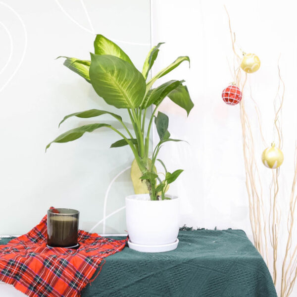Dieffenbachia Tropic Snow - Image 2