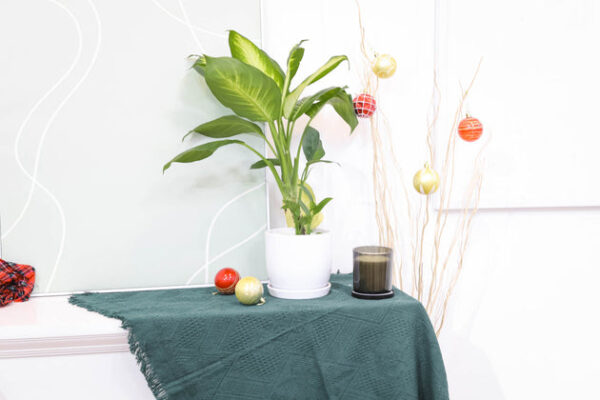 Dieffenbachia Tropic Snow - Image 8