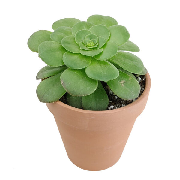 Aeonium Dinner Plate - Image 2