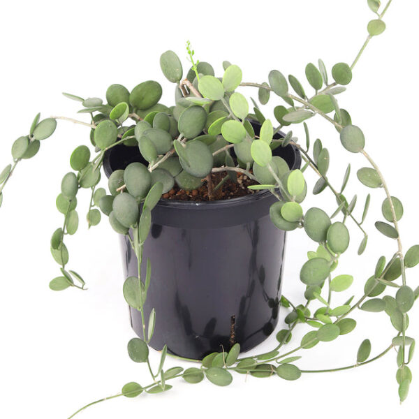 Xerosicyos danguyi (Silver Dollar Vine) - Image 3