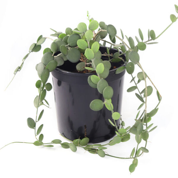 Xerosicyos danguyi (Silver Dollar Vine) - Image 4