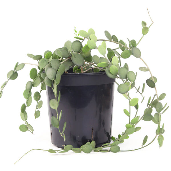 Xerosicyos danguyi (Silver Dollar Vine) - Image 2