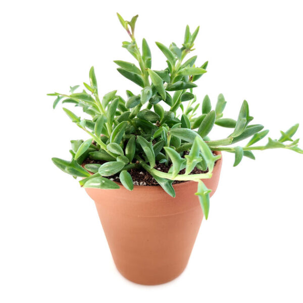 String of Dolphins Senecio Peregrinus Succulent - Image 8