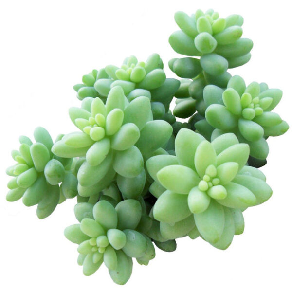 Sedum Donkey's Tail Succulent - Image 2