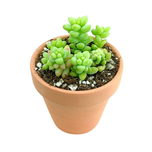 Sedum Donkey's Tail Succulent - Image 5