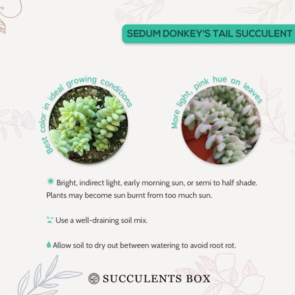 Sedum Donkey's Tail Succulent - Image 8