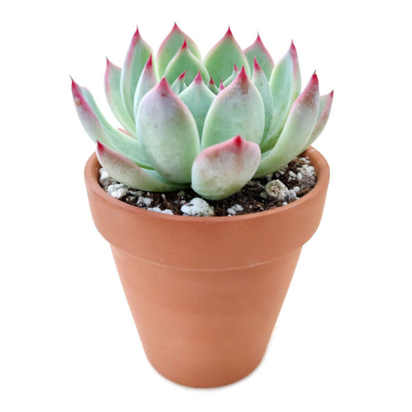 Echeveria Tippy Pink Succulent - Image 9