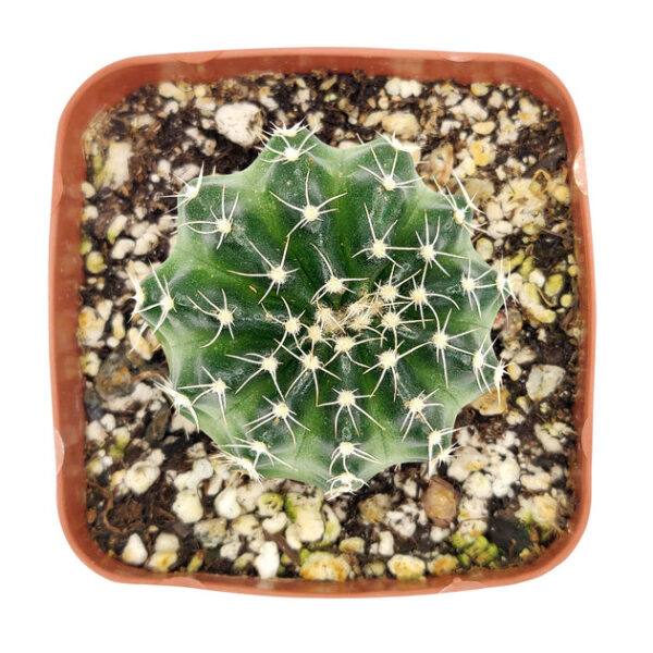 Echinocereus Pulchellus var Acanthosetus Cactus - Image 3