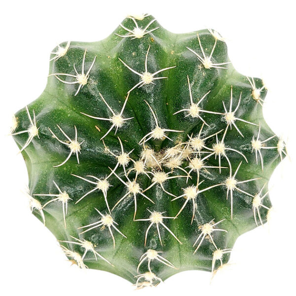 Echinocereus Pulchellus var Acanthosetus Cactus - Image 2