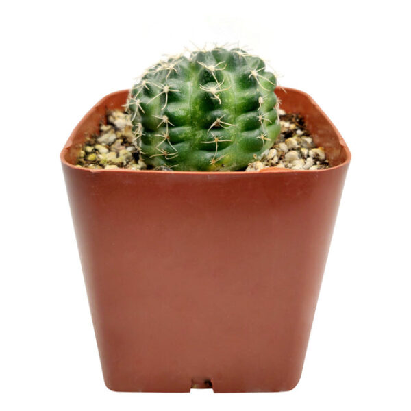 Echinocereus Pulchellus var Acanthosetus Cactus - Image 5