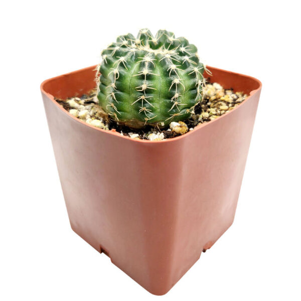 Echinocereus Pulchellus var Acanthosetus Cactus - Image 4