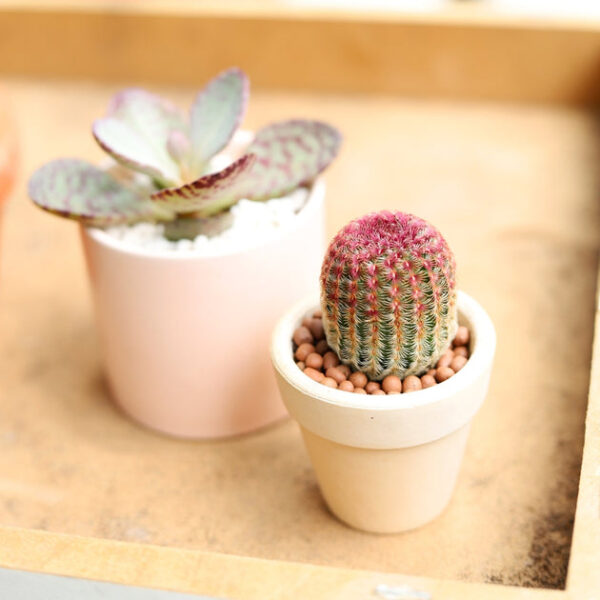 Cactus Pack - Image 7